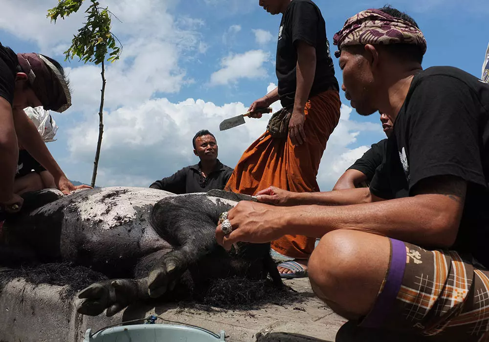 A pig is skinned in preparation for a wedding feast in Trunyan Village, Kintamani, North Bali