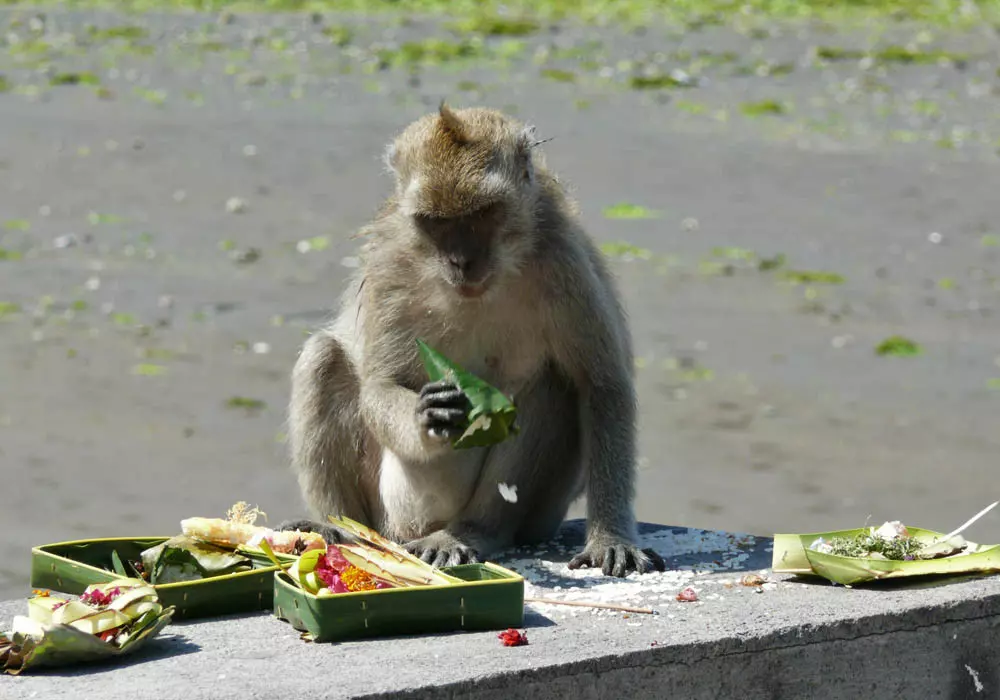 Once the incense goes out, an offering returns to being an earthly object - and becomes a snack for any lucky passer-by