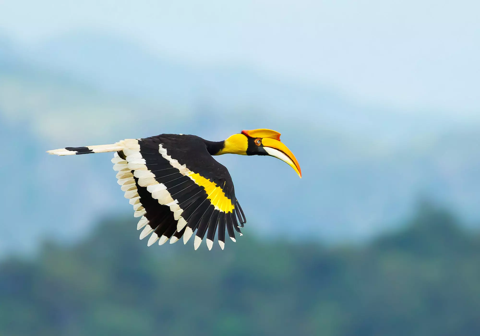 Hornbill