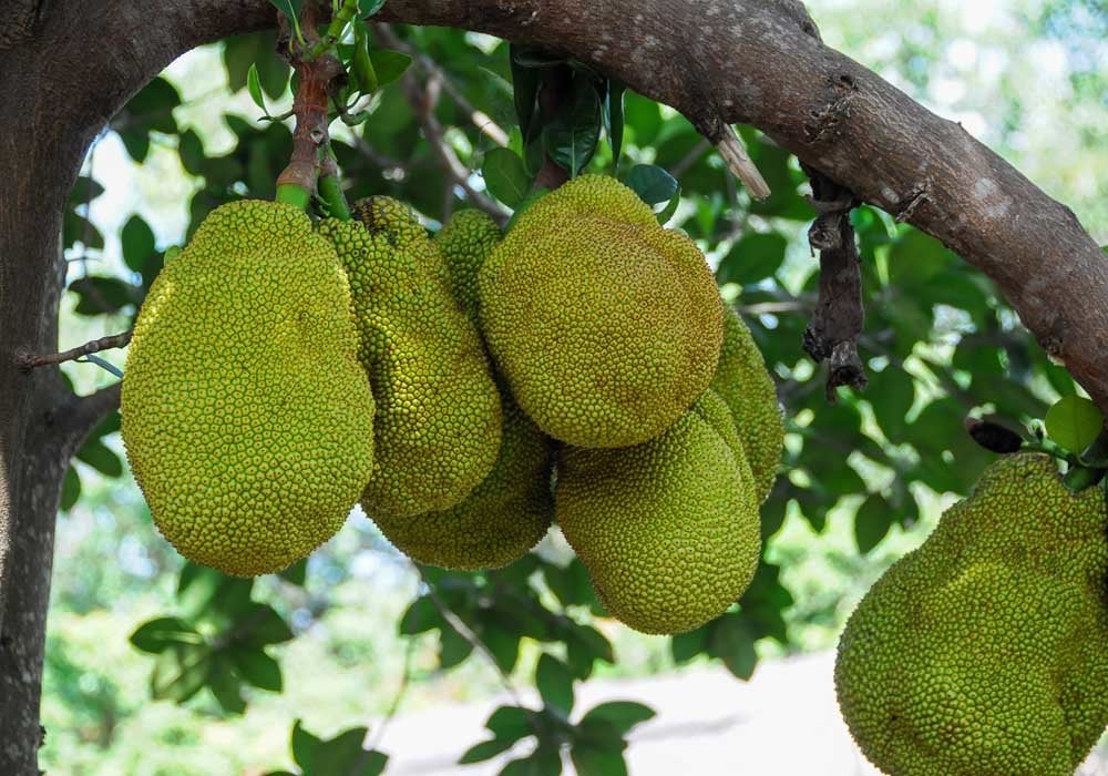 Jackfruit vs Durian: A jackfruit is bumpy, not spiky