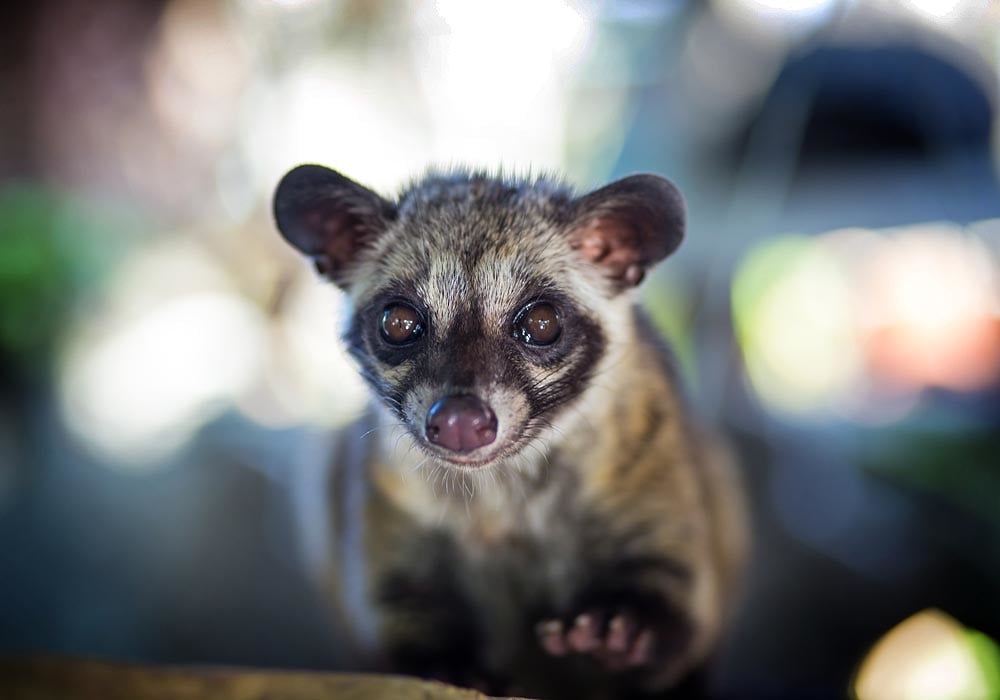 The 'luwak', or Asian Palm Civet cat