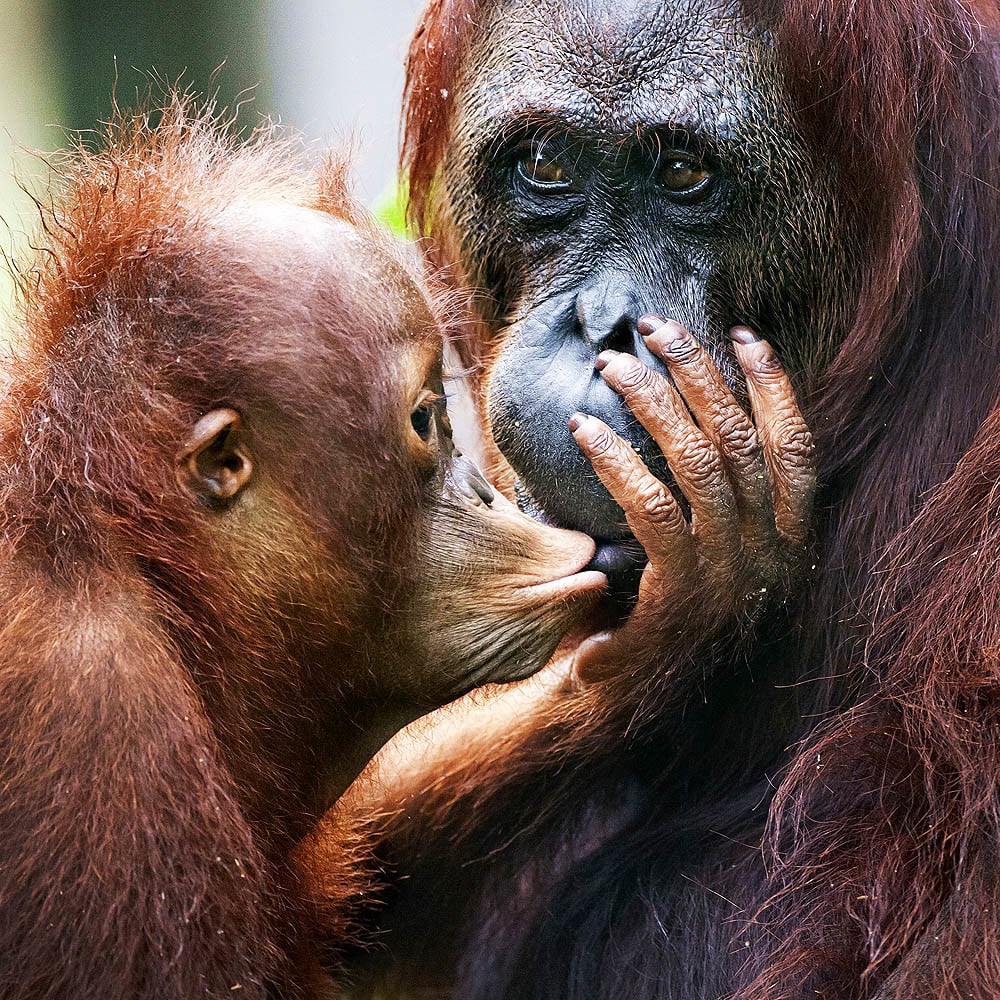 orangutan kisses mum