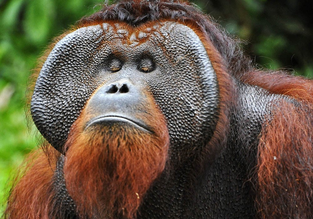 An adult male orangutan