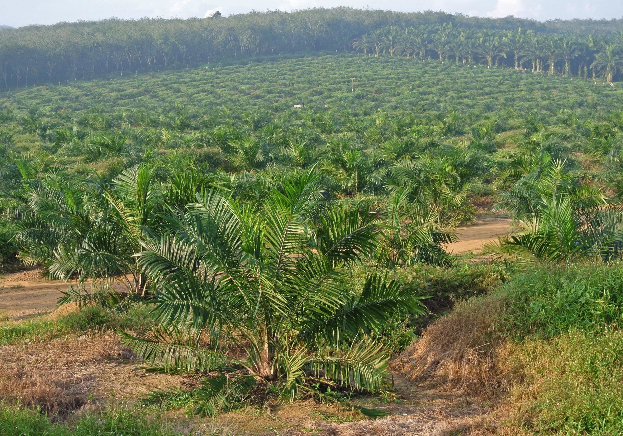 Oil palm plantations