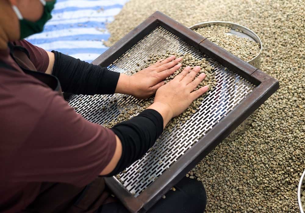 Preparing luwak coffee in Indonesia