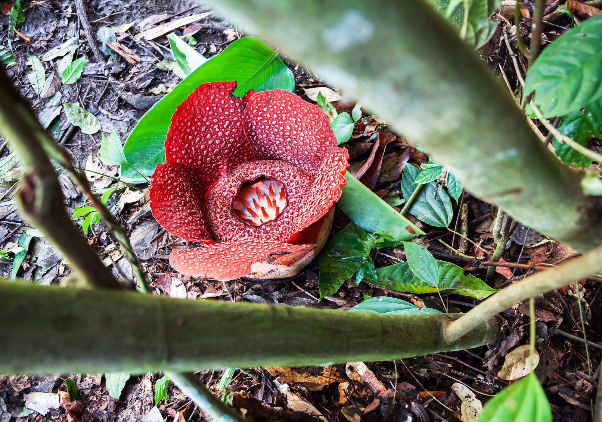 Rafflesia. The largest flower in the world.