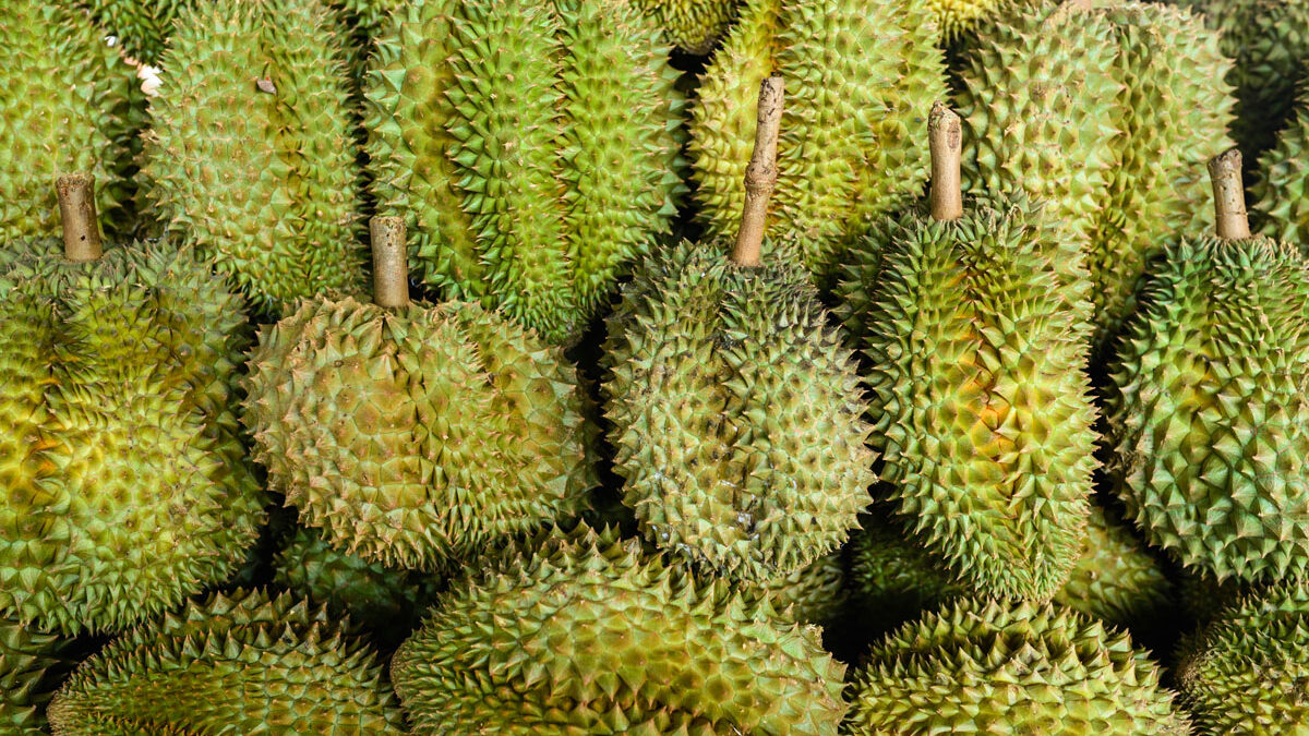 Durian, The King of Stink - Uncategorized () - June 2026 - Indoneo
