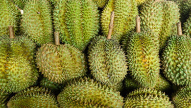 Durian, The King of Stink - Southeast Asia (Southeast Asia) - June 2026 - Indoneo