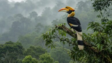 The Tropical Rainforests of Borneo - Southeast Asia (Southeast Asia) - August 2026 - Indoneo