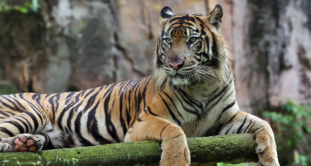 Gembira Loka Zoo: The Best Family Attraction in Yogyakarta - Uncategorized () - August 2026 - Indoneo