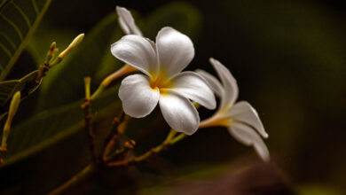 Frangipani in Indonesian Culture and Tradition - Southeast Asia (Southeast Asia) - August 2026 - Indoneo