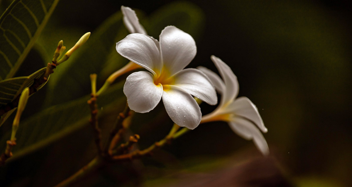 Frangipani in Indonesian Culture and Tradition - Uncategorized () - August 2026 - Indoneo