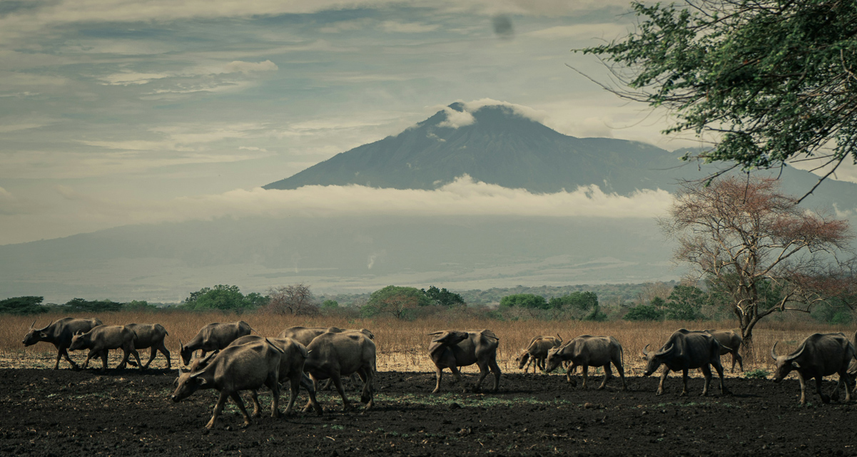 Banyuwangi: The Gateway to Bali and Java's Hidden Gem - Uncategorized () - August 2026 - Indoneo