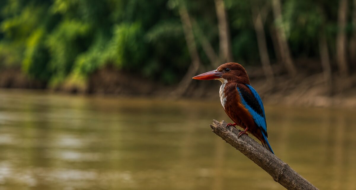 Muara Ohong: A Peaceful Village in Mahakam - Uncategorized () - August 2026 - Indoneo