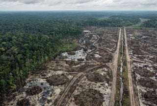 Aerial view of cleared peat swamp forest in Merauke, South Papua, Indonesia