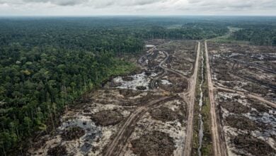 Aerial view of cleared peat swamp forest in Merauke, South Papua, Indonesia