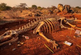 Partial fossil skeleton of a giant sauropod dinosaur in red earth, Thailand