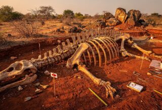 Partial fossil skeleton of a giant sauropod dinosaur in red earth, Thailand