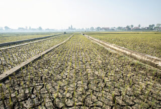 Drought-stressed rice paddies with cracked earth and empty irrigation channels
