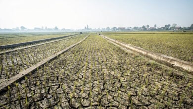 Drought-stressed rice paddies with cracked earth and empty irrigation channels