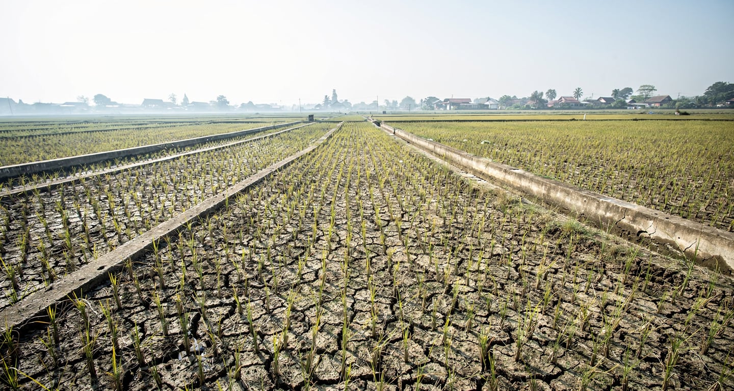 Drought-stressed rice paddies with cracked earth and empty irrigation channels