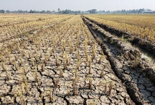 Drought-stressed rice paddies in Mekong Delta, Vietnam, cracked earth and withered plants