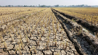Drought-stressed rice paddies in Mekong Delta, Vietnam, cracked earth and withered plants