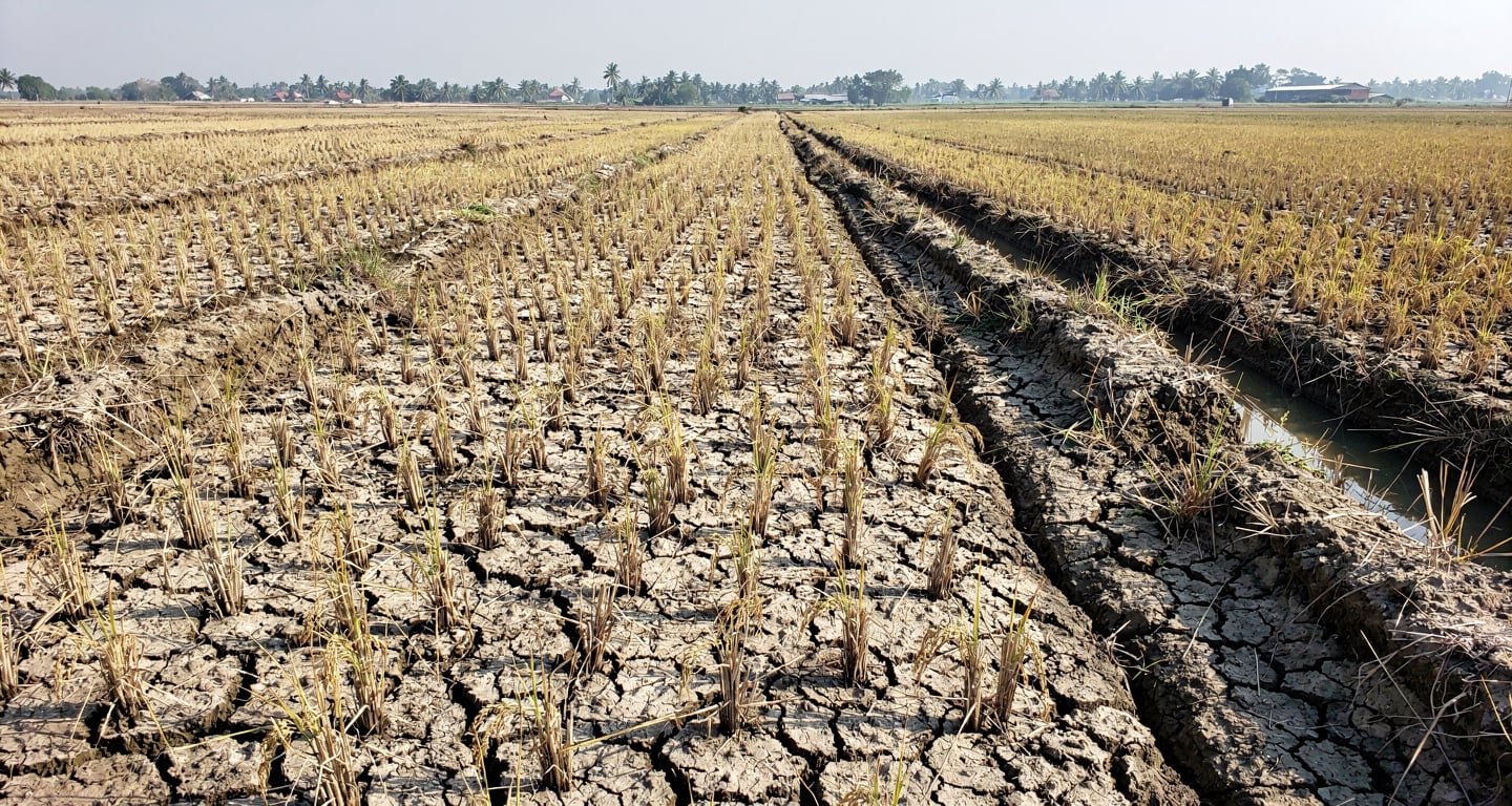Drought-stressed rice paddies in Mekong Delta, Vietnam, cracked earth and withered plants