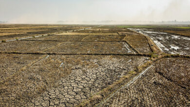 Drought-stricken farmland with cracked earth, Southeast Asia agricultural region