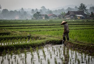 Rural rice paddy in Java, Indonesia, farmer checking irrigation during early morning