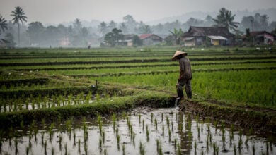 Rural rice paddy in Java, Indonesia, farmer checking irrigation during early morning