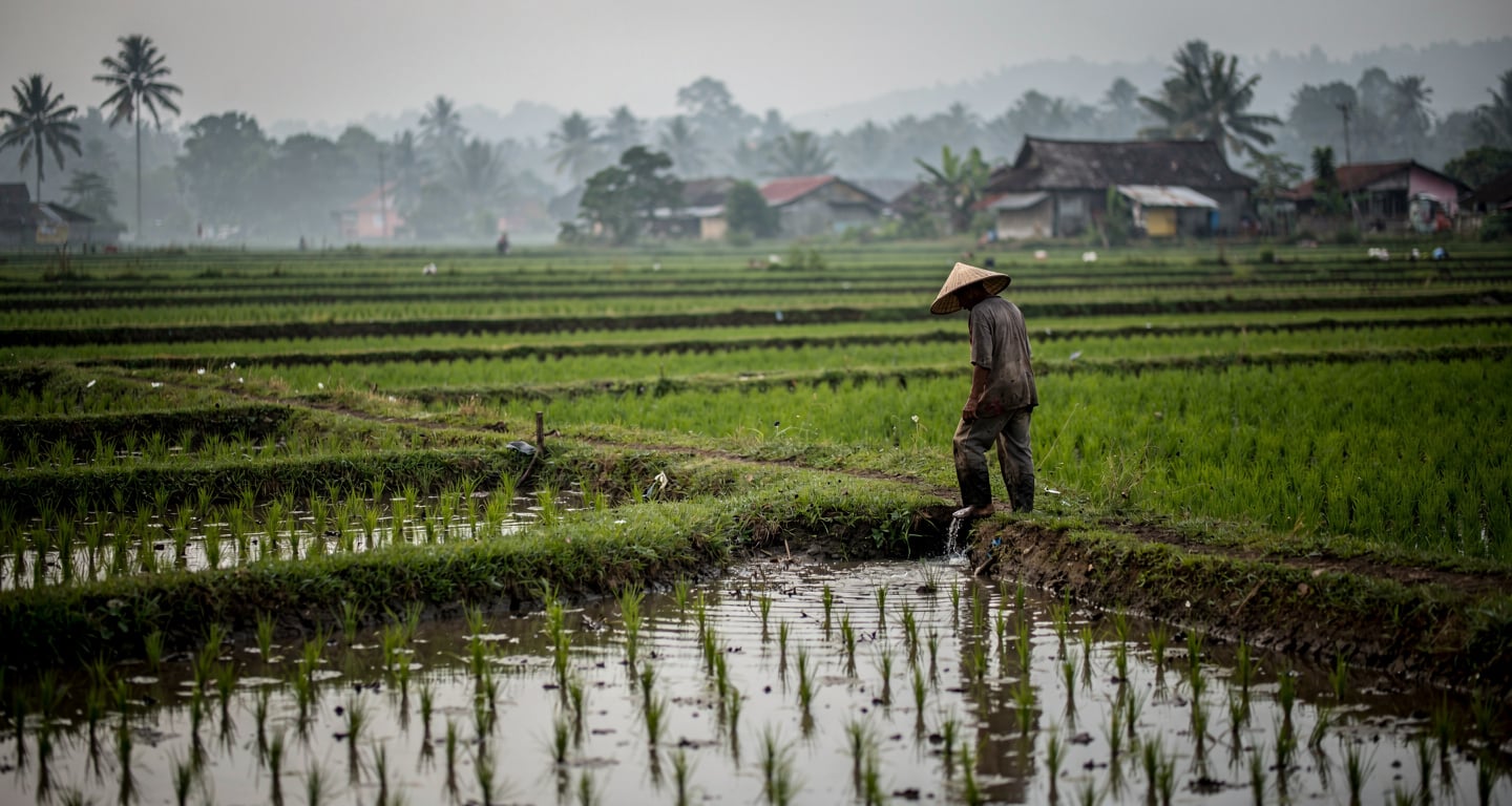 Rural rice paddy in Java, Indonesia, farmer checking irrigation during early morning