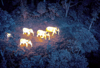 Thermal infrared drone view of Asian elephant herd in Yunnan forest at night