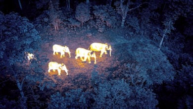 Thermal infrared drone view of Asian elephant herd in Yunnan forest at night
