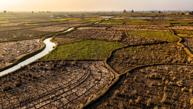 Drought-stressed rice paddies in Southeast Asia with cracked earth and sparse vegetation