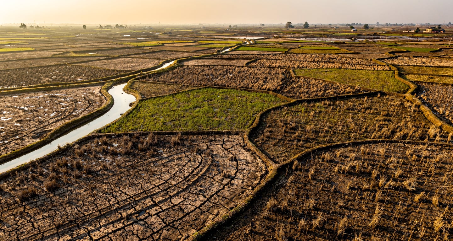 Drought-stressed rice paddies in Southeast Asia with cracked earth and sparse vegetation