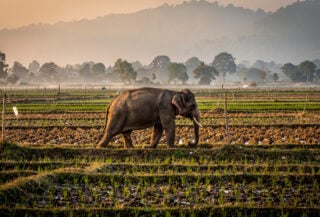 Wild elephant walking through farmland at dusk, Chitwan National Park buffer zone, Nepal