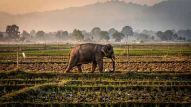 Wild elephant walking through farmland at dusk, Chitwan National Park buffer zone, Nepal
