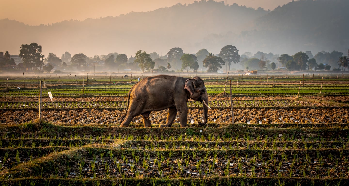 Wild elephant walking through farmland at dusk, Chitwan National Park buffer zone, Nepal