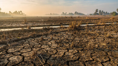 Cracked earth in dry rice paddies, Mekong Delta, Southeast Asia, drought conditions