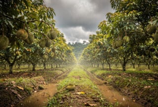 Durian orchard in Perak, Malaysia, with irrigation channels and heat haze rising from tree rows