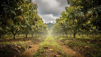 Durian orchard in Perak, Malaysia, with irrigation channels and heat haze rising from tree rows