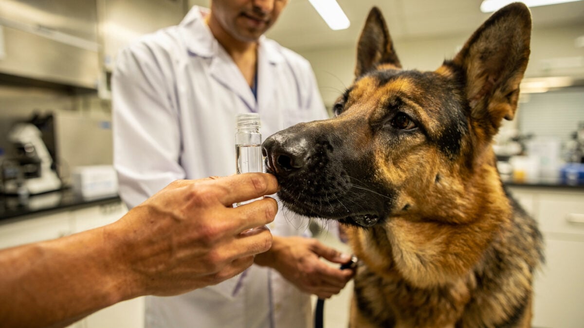 Trained dog sniffing breath sample vial in Bengaluru clinical lab, handler guiding