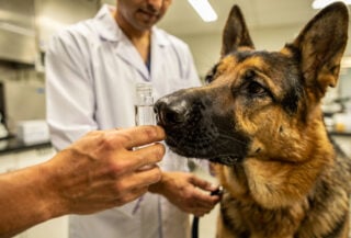 Trained dog sniffing breath sample vial in Bengaluru clinical lab, handler guiding