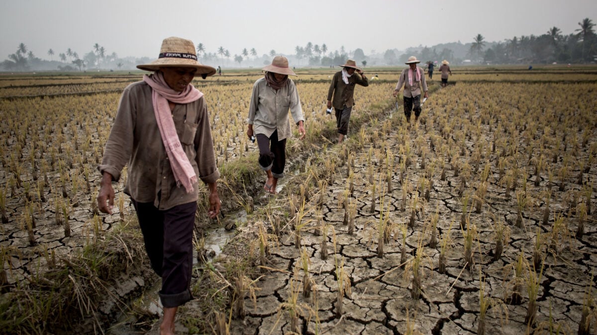 Farmers examining cracked, drought-stressed rice paddies in Southeast Asia during dry season