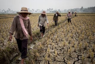 Farmers examining cracked, drought-stressed rice paddies in Southeast Asia during dry season