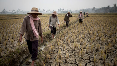 Farmers examining cracked, drought-stressed rice paddies in Southeast Asia during dry season