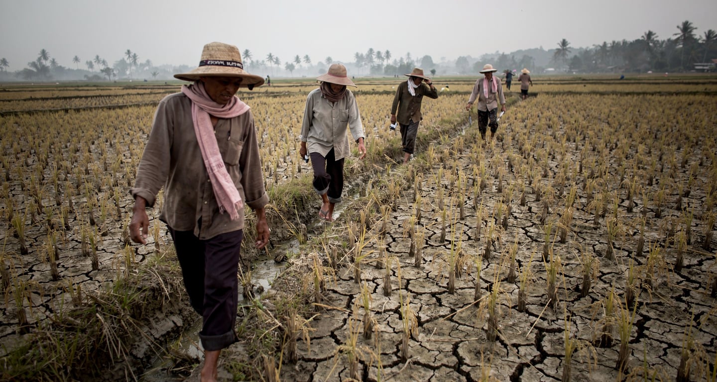 Farmers examining cracked, drought-stressed rice paddies in Southeast Asia during dry season